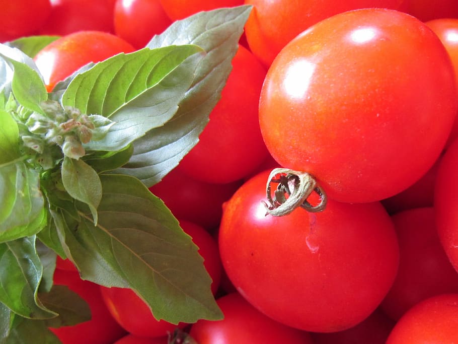 Tomato, Basil, Red, Green, Healthy, frisch, food, vegetables HD wallpaper