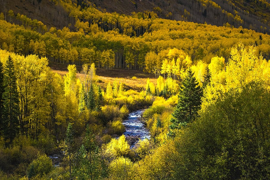 aerial view of stream surrounded with trees, Colorado, Fall HD wallpaper