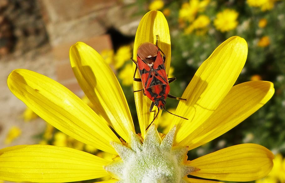 Bug, Insect, Daisy, red, libar, yellow flower, nature, macro HD wallpaper