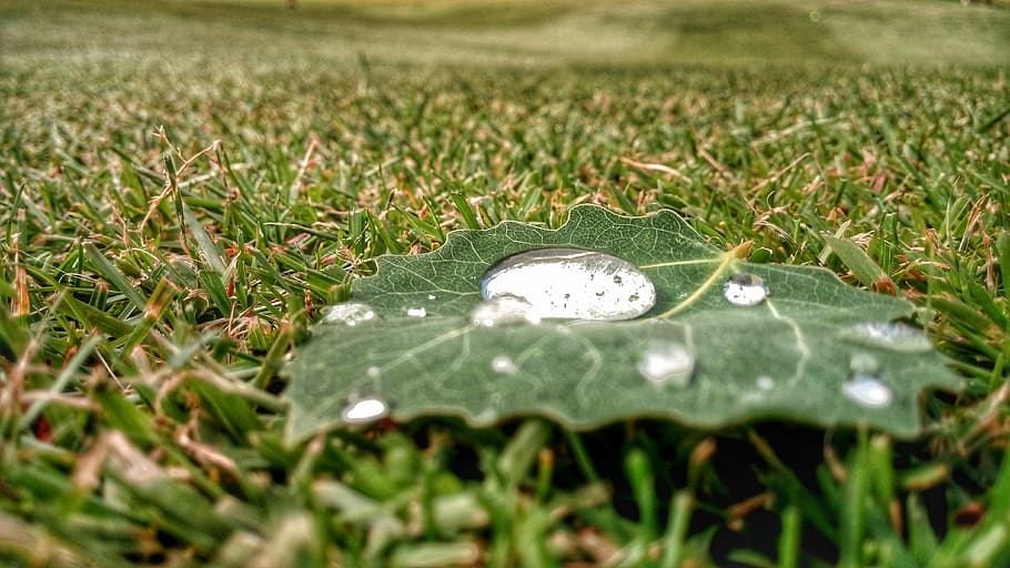 sheet, raindrop, nature, grass, water, plant, selective focus HD wallpaper