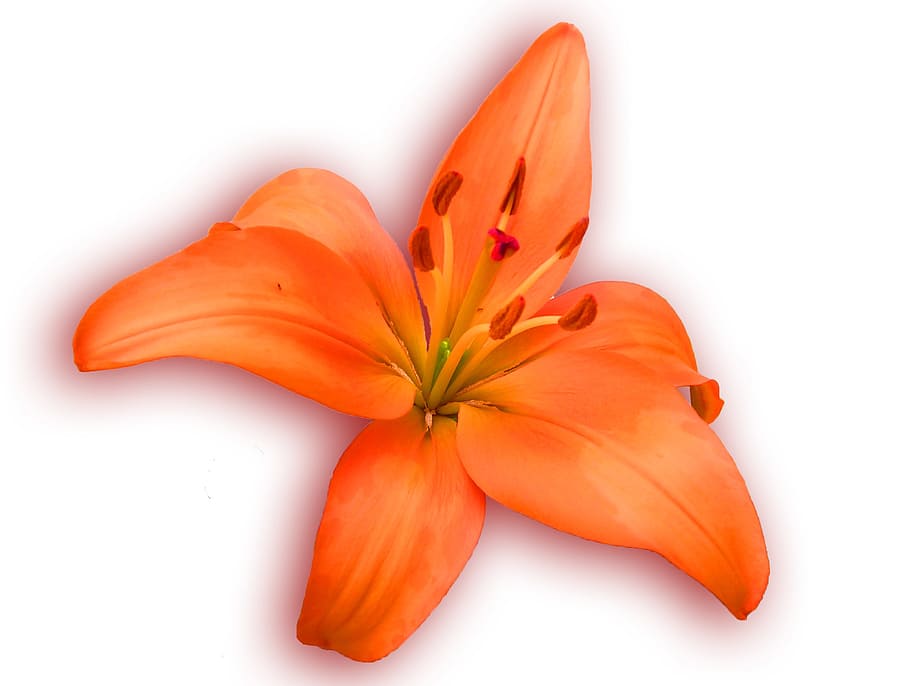 lily, orange, spring, bloom, blossom, open, isolated, freshness HD wallpaper