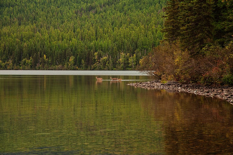 brown animals crossing on the water during daytime, body of water surrounded by trees during daytime HD wallpaper