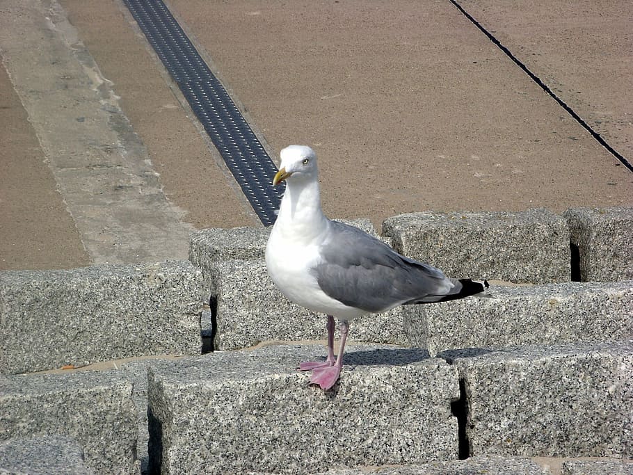 gull, bird, animal, spring, water bird, nature, seagull, outdoors HD wallpaper