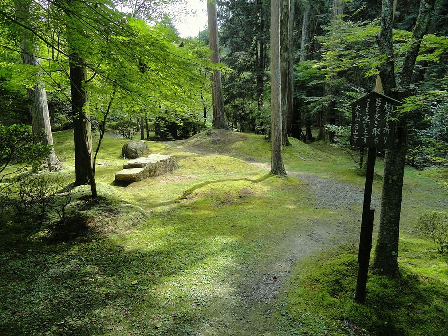 Japan, Landscape, Forest, Trees, Woods, scenic, summer, spring HD wallpaper