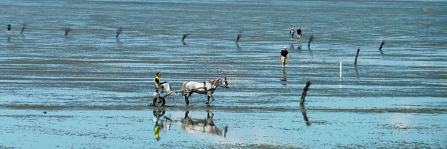 watts, ebb, flood, north sea, wadden sea, evening sky, lower saxony