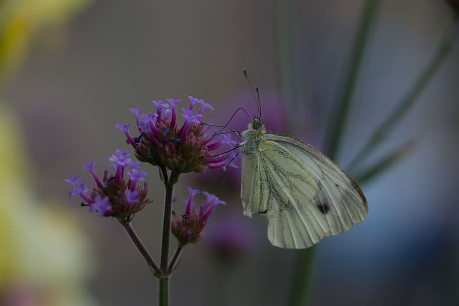 butterfly, close, insect, peacock, flower, nature, blossom HD wallpaper
