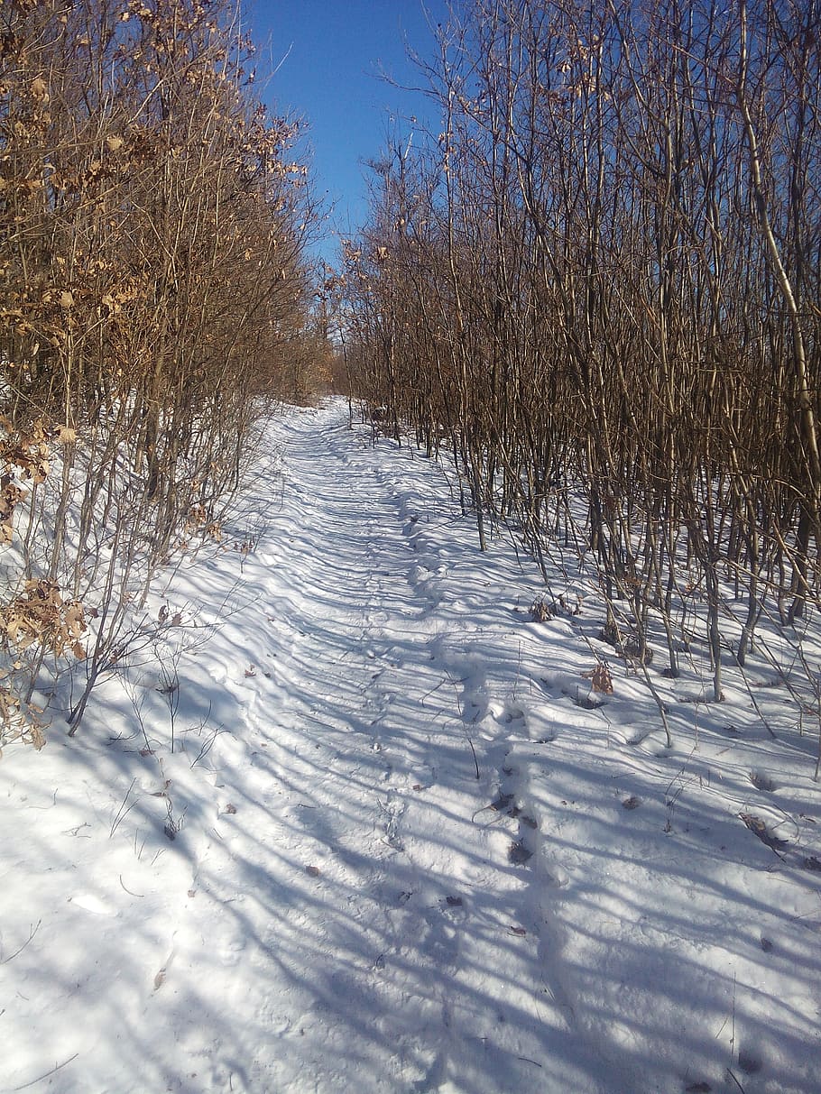 snowy, forest, path, nature, cold temperature, winter, plant HD wallpaper