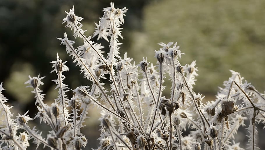 flower, seeds, winter, ice, snow, crystal, frost, cold, plant HD wallpaper