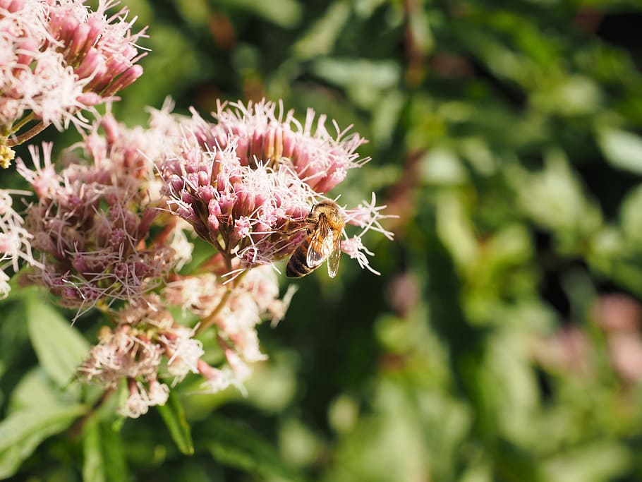 big fat hen, bee, pollination, stonecrop, hylotelephium telephium, HD wallpaper