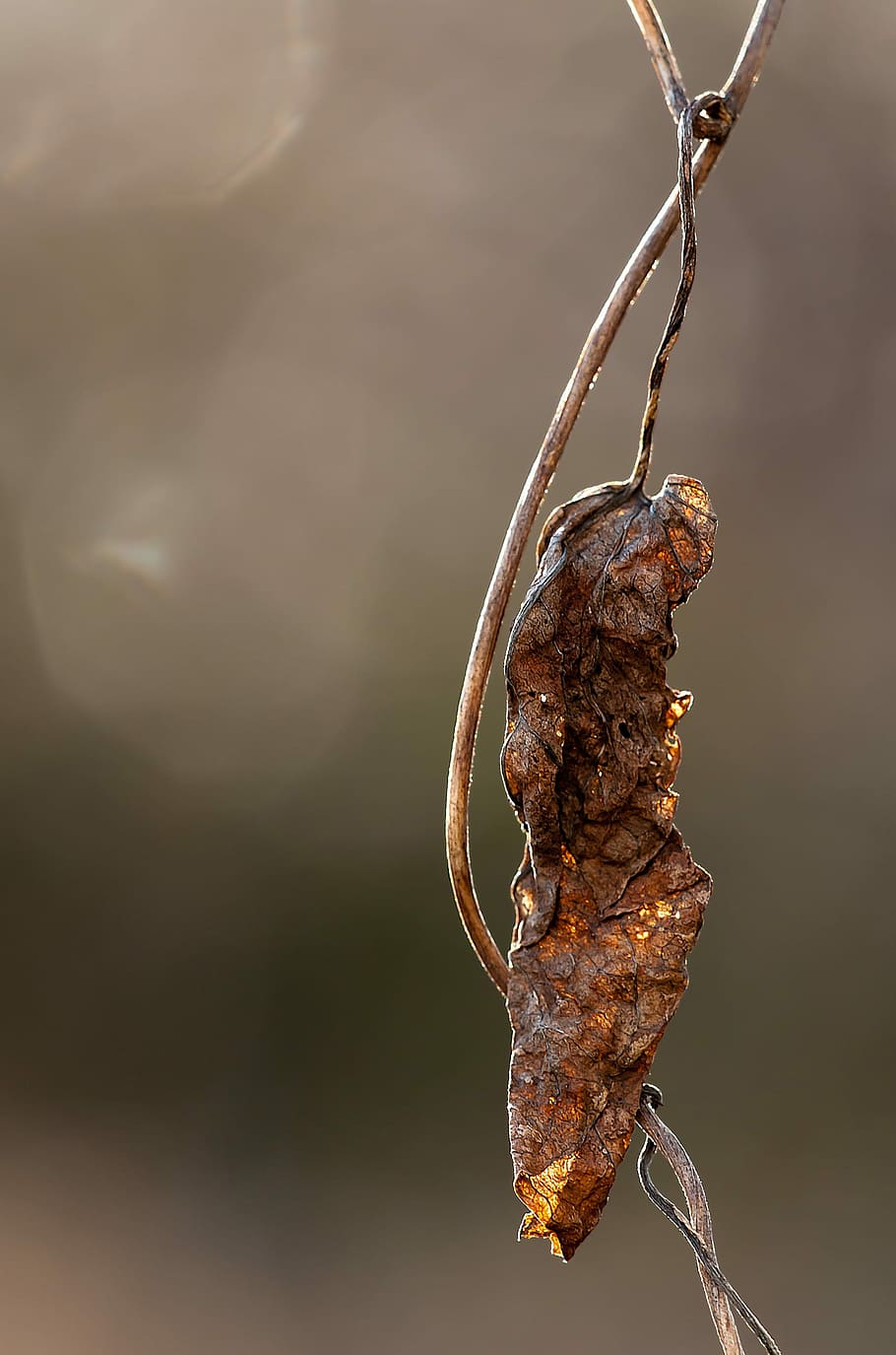Leaves, Dry, Dried, Leaf, Nature, Autumn, close-up, no people HD wallpaper