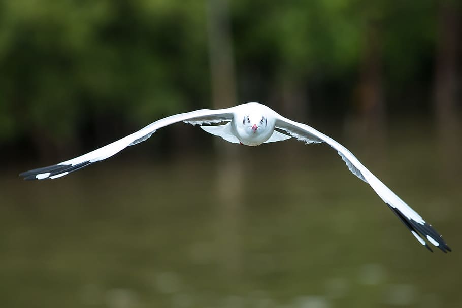 Gulls, Pu, Flying, one animal, bird, water, motion, animals in the wild HD wallpaper