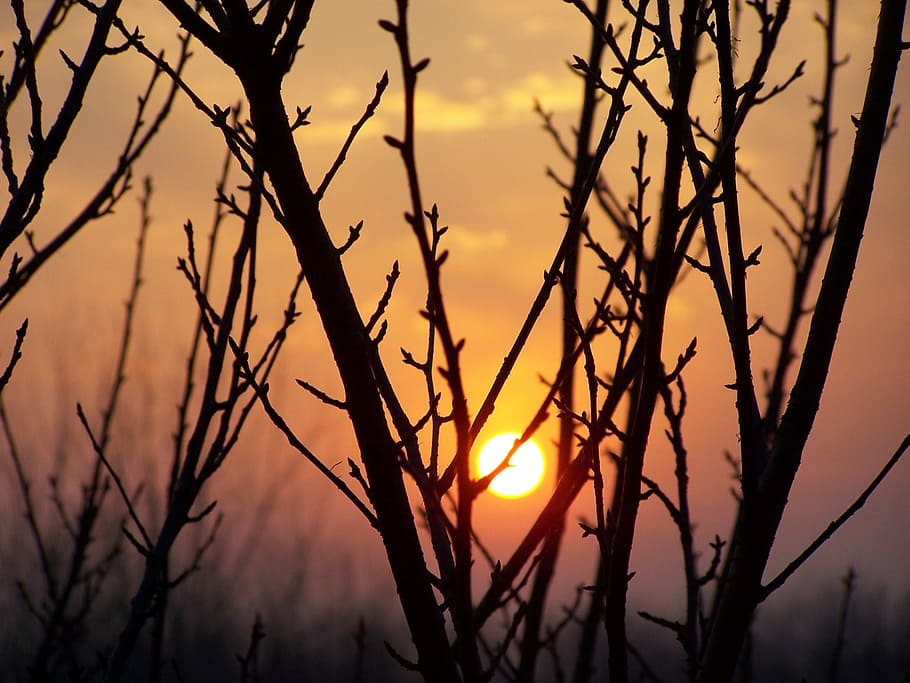 sun against wood branch, sunset, leaf buds, cherry tree, sky HD wallpaper