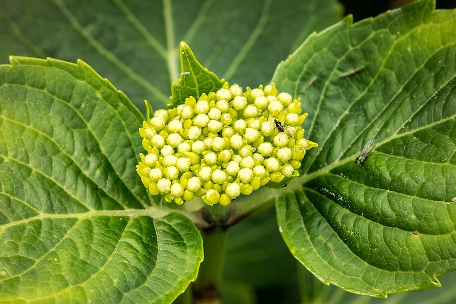 Hydrangea, Blossom, Bloom, Frisch, young, green, macro, fly HD wallpaper