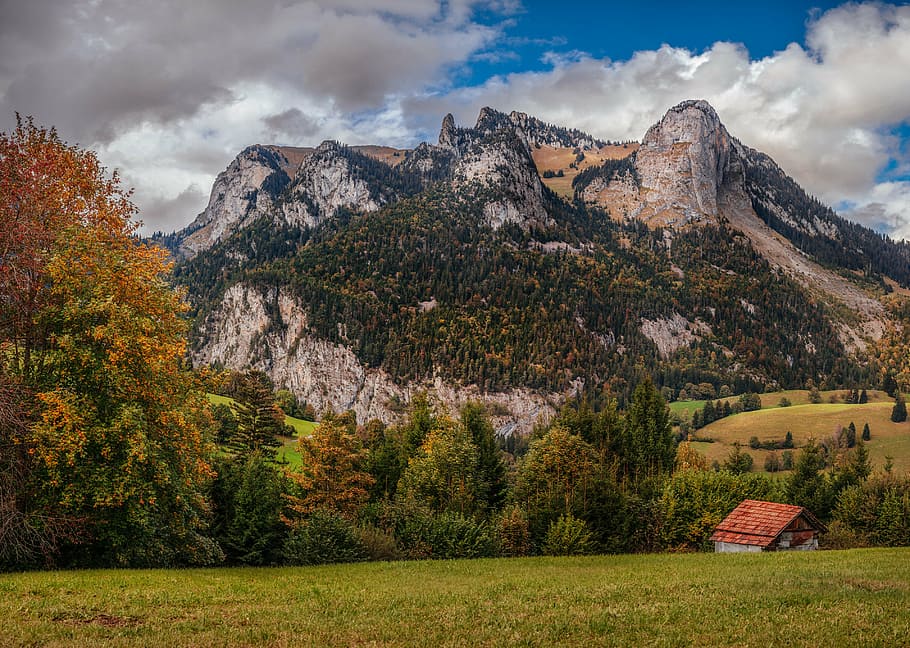 trees and lawn, mountain, landscape, peak, summit, pines, view HD wallpaper