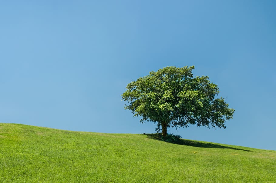 green tree and grasses, Hill, Lonely, Tree, Green, Meadow, outdoor HD wallpaper