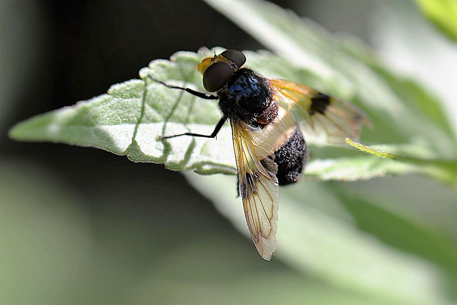 selective focus photography of bee perched on green leaf plant HD wallpaper