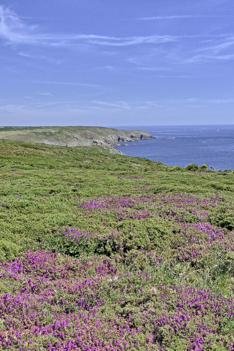 Heather, Pointe Du Raz, Brittany, scenics, sea, nature, horizon over water HD wallpaper
