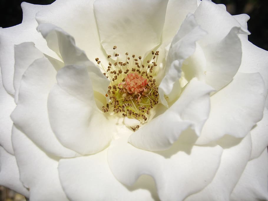 rose, white, bloom, blossom, colorful, detail, flora, floral HD wallpaper