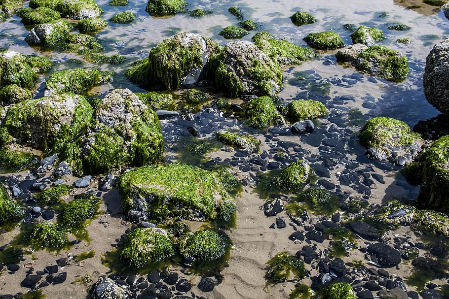 beach, rocks, oregon, tide, waves, pacific, northwest, coast HD wallpaper
