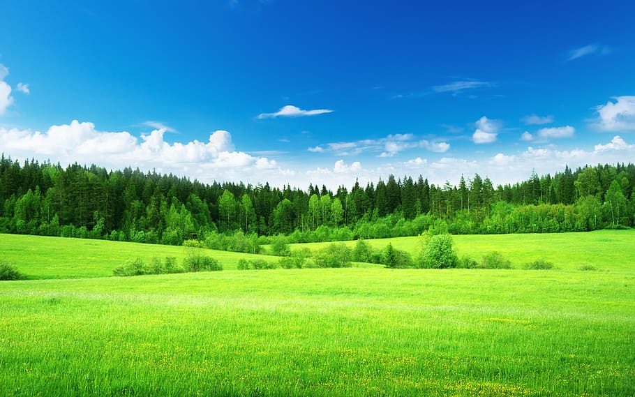 sky, field, forest, tree, plant, green color, landscape, scenics - nature HD wallpaper