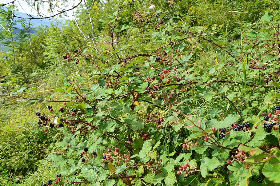 blackberries, forest, nature, plant, growth, tree, green color HD wallpaper