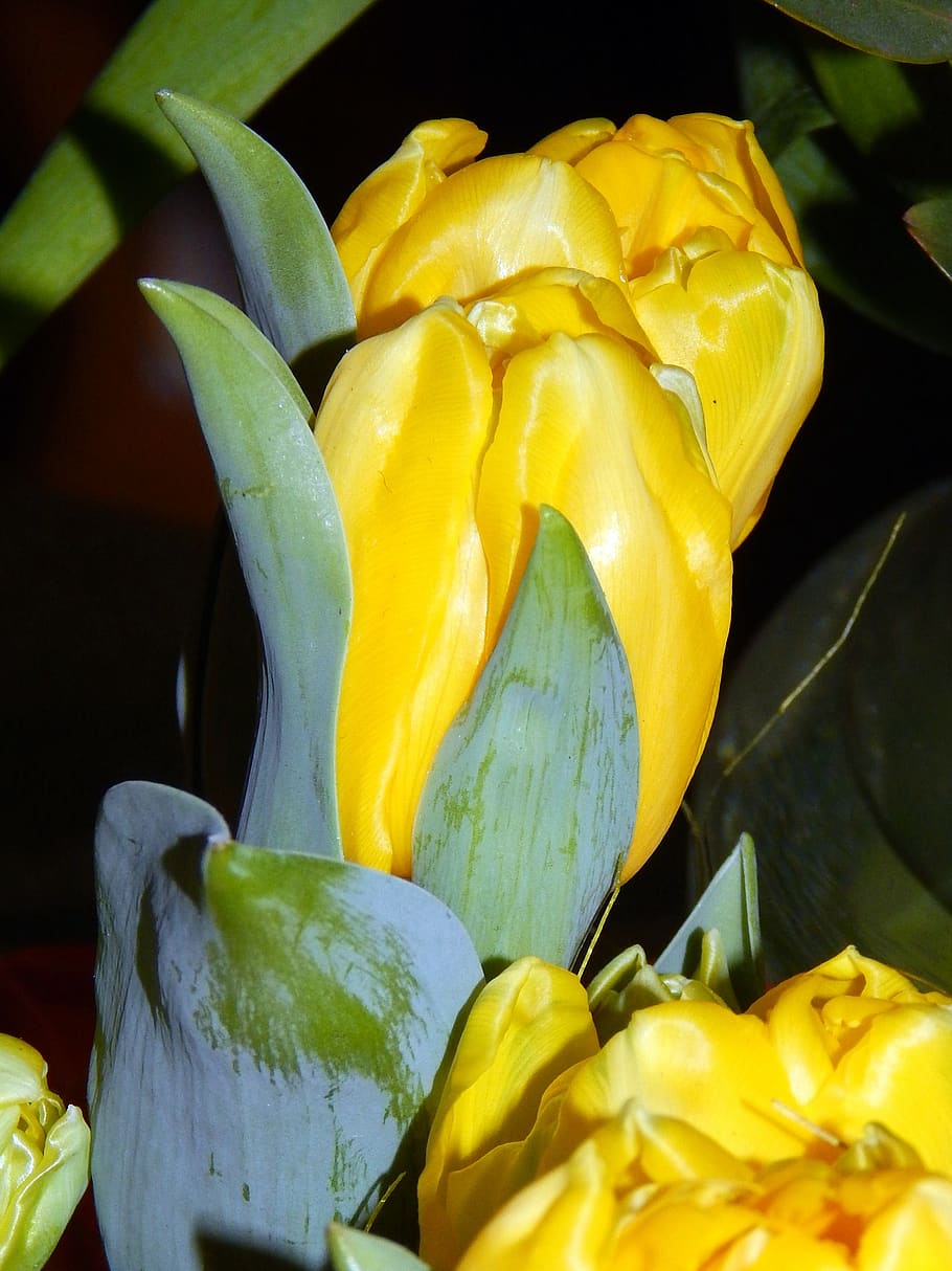 tulip, yellow, spring, freshness, plant, close-up, flower, growth HD wallpaper