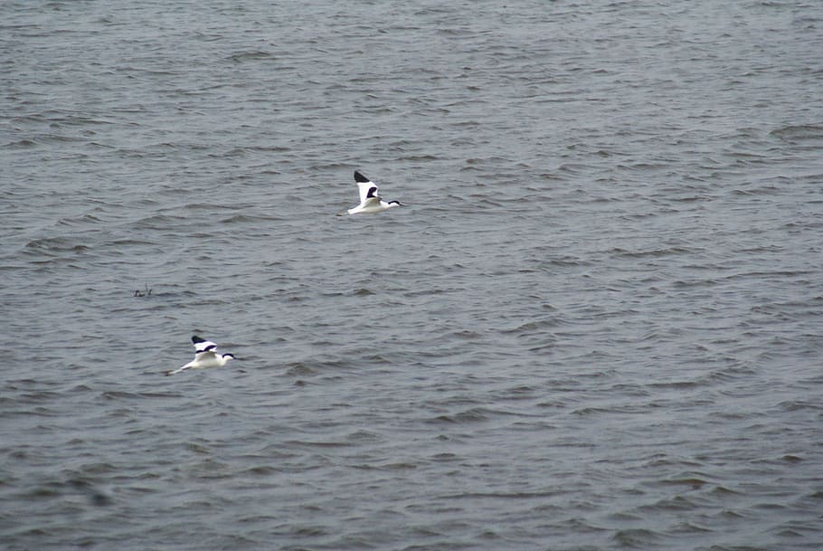 birds, migrant, animals in the wild, animal wildlife, water HD wallpaper