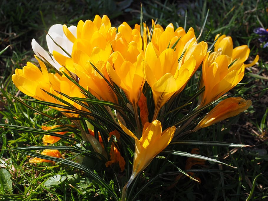 Crocus, Flower, Spring, Yellow, bühen, mm, colorful, blossom, HD wallpaper