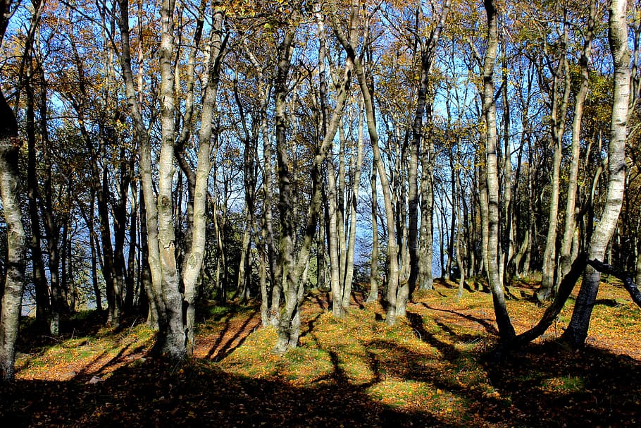 forest, autumn, trees, birch, fall foliage, autumn forest, plant HD wallpaper