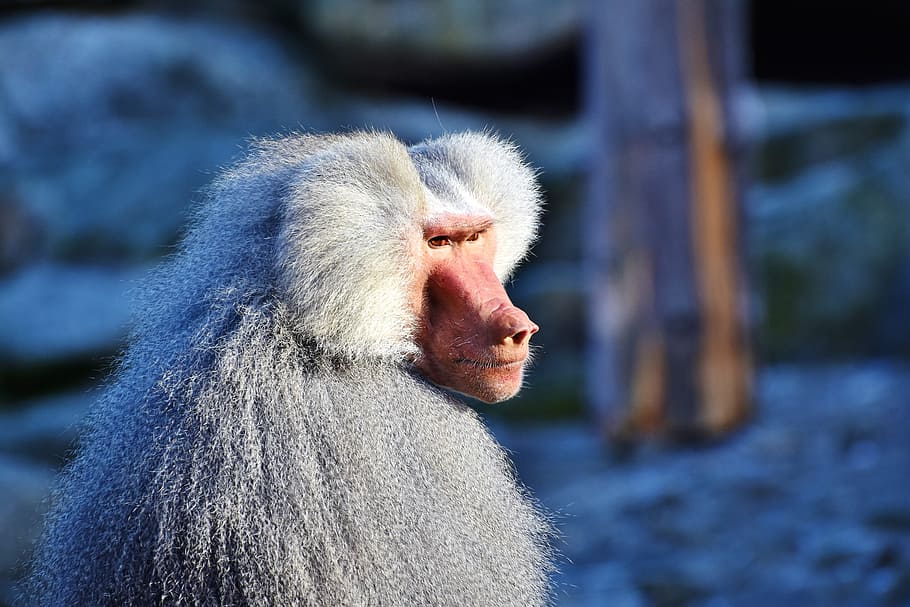baboon monkey, primate, creature, grey, animal, nature, zoo HD wallpaper