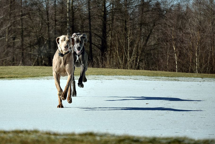 dog run, great dane, mammal, animal themes, domestic, pets HD wallpaper