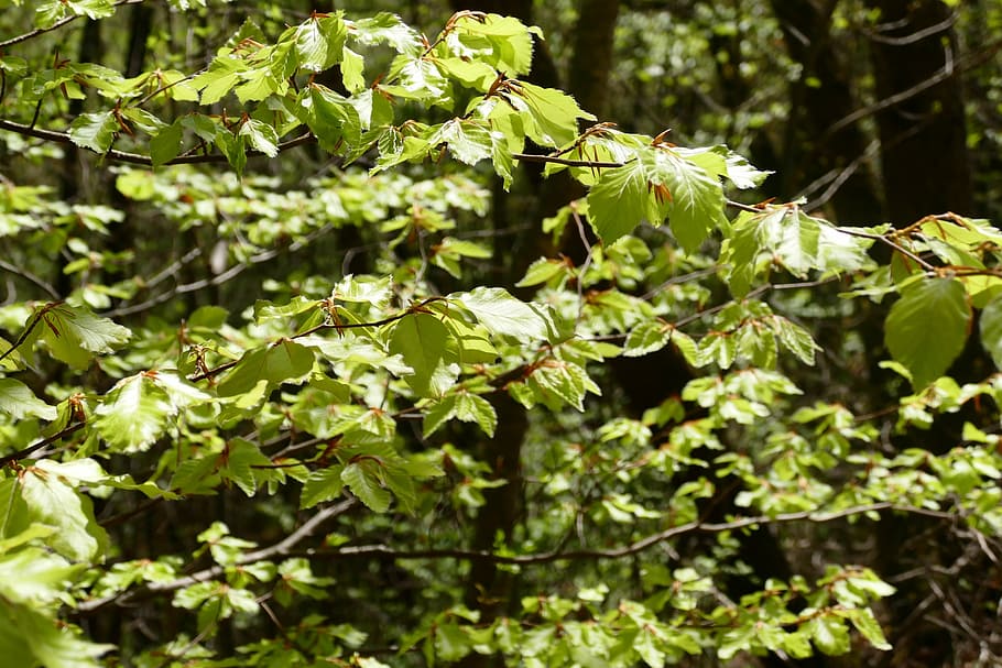 Leaves, Spring, Leaf, Tree, Branch, green, nature, green color HD wallpaper
