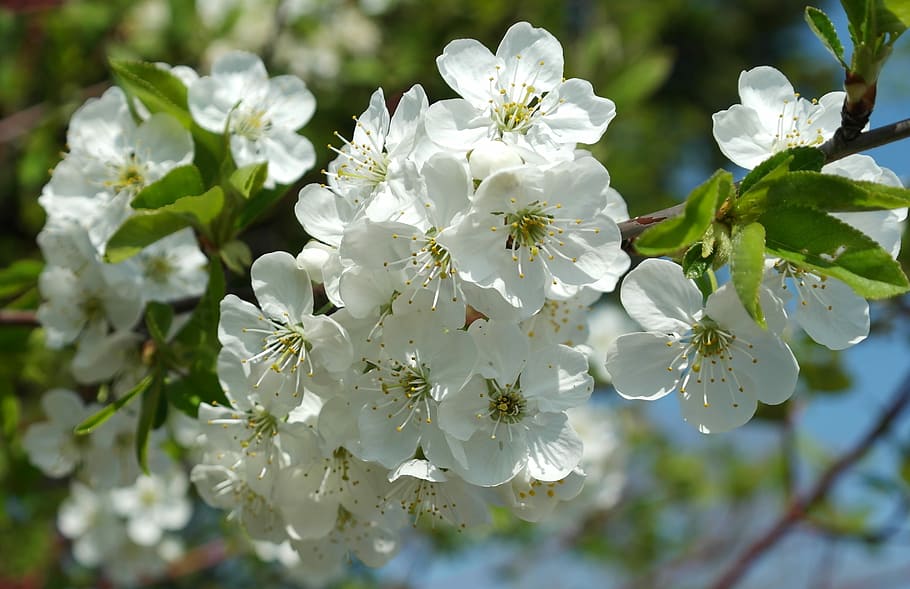 white cherry blossom flower macro photography, fruit tree, obstblueten HD wallpaper
