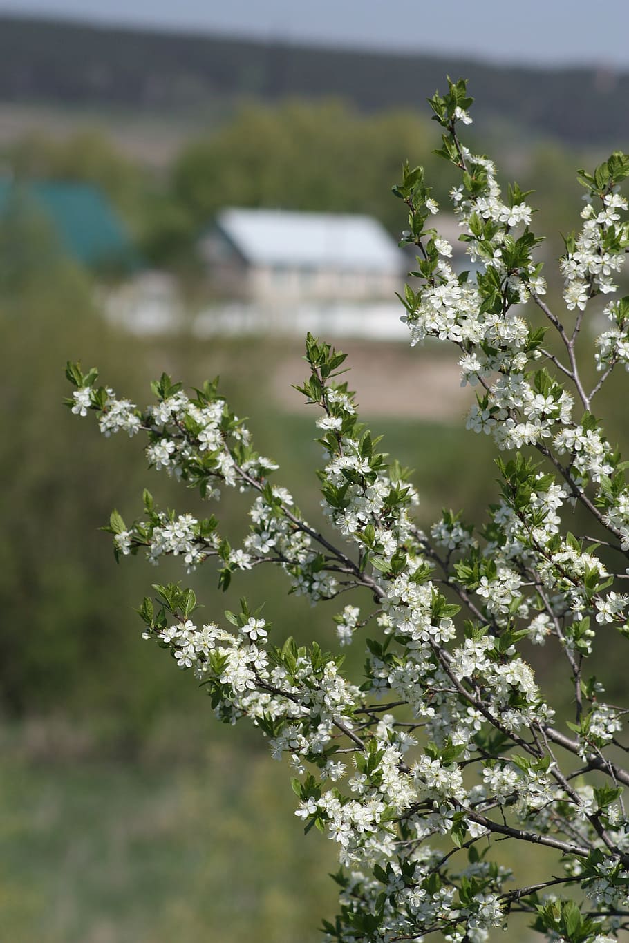 spring, white, bloom, nature, apple tree, leaves, living nature HD wallpaper