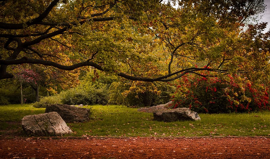 green leafed trees, park, budapest, autumn, path, hungary, europe HD wallpaper