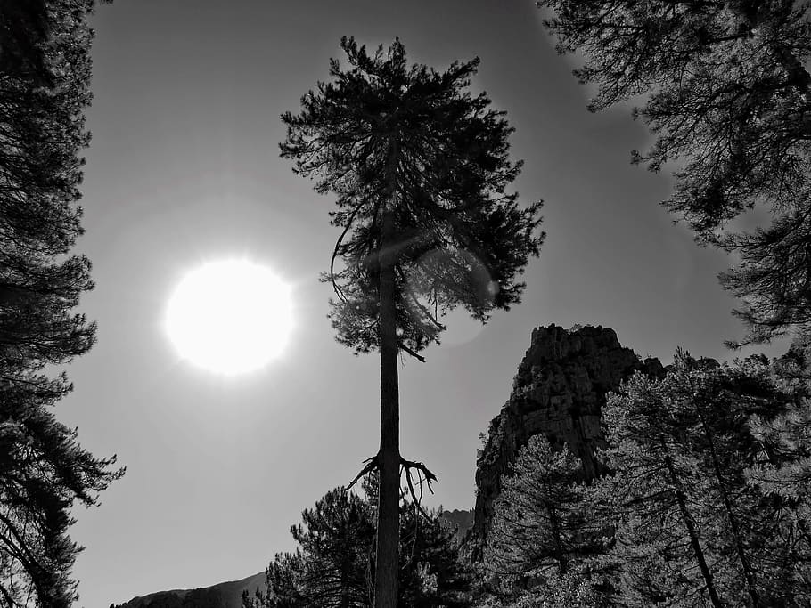 black, white, tree, sun, structure, abstract, black and white recording HD wallpaper