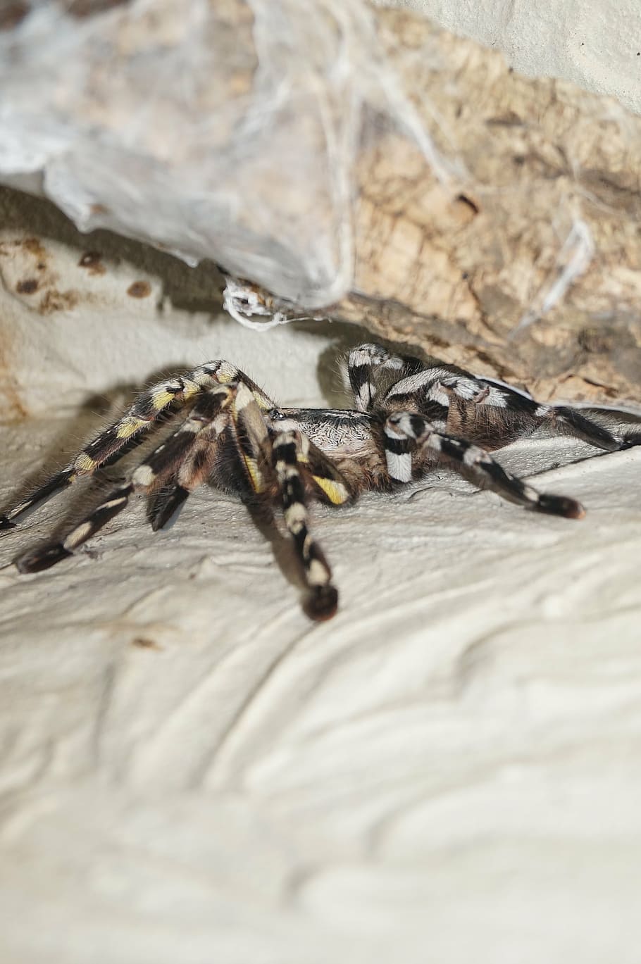 jumping spider, tarantula, arachnid, macro, arachnophobisch HD wallpaper