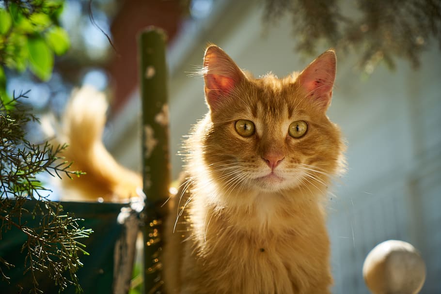 orange Tabby cat near green leafed plant, yellow, cute, nature HD wallpaper