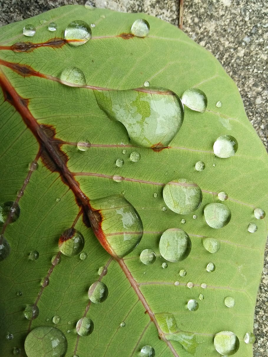 leaf, rain, drop, flora, dew, nature, plant part, green color HD wallpaper