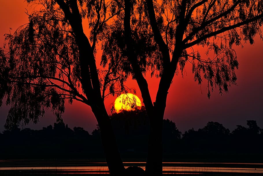 silhouette photography of tree and body of water, sunset, landscape HD wallpaper