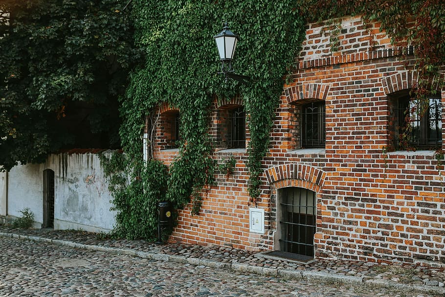 Old building covered in vine, architecture, street, red brick HD wallpaper