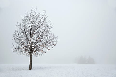 bare tree covered with snow during winter season, brown, day HD wallpaper
