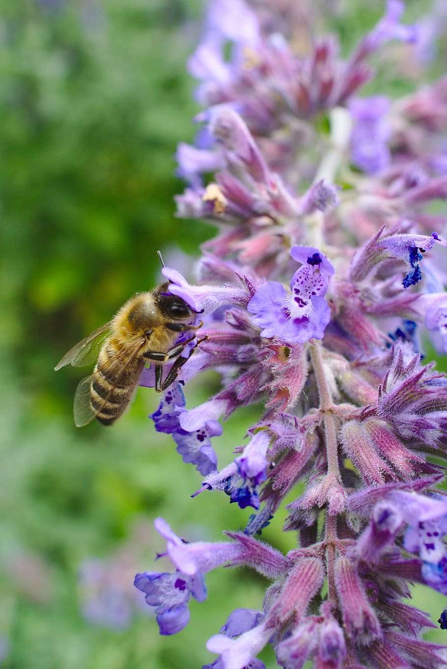 Bee, Flower, Purple, Pollination, Animal, insect, one animal HD wallpaper