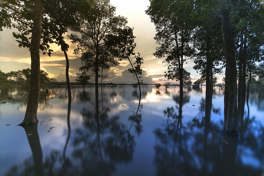silhouette of trees on water, sunset, outdoor, background, nice HD wallpaper