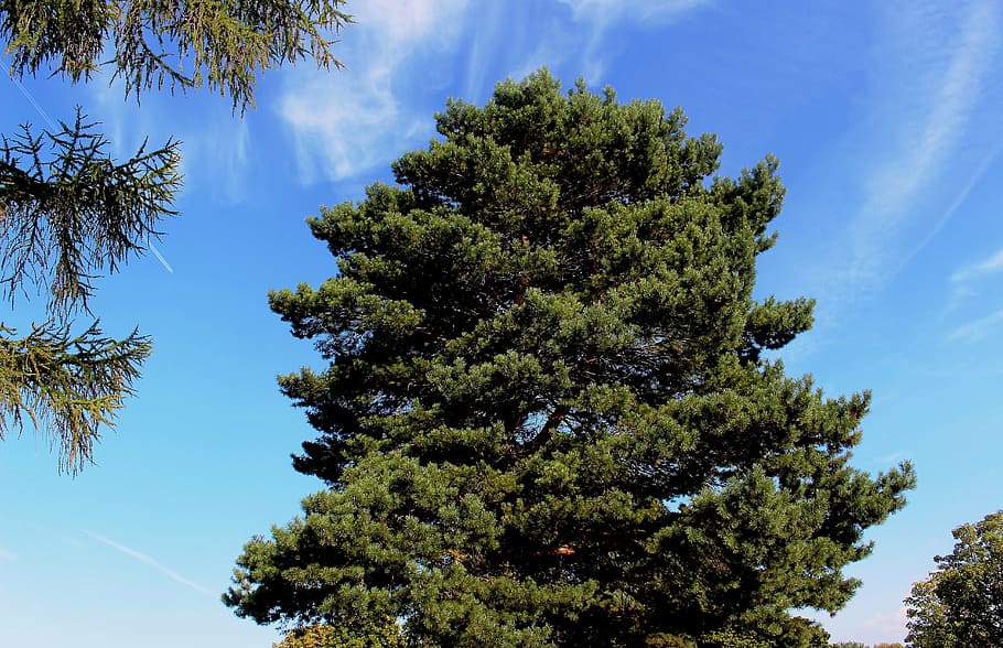 nature, tree, conifer, pine, sky, cloud, growth, plant, low angle view HD wallpaper