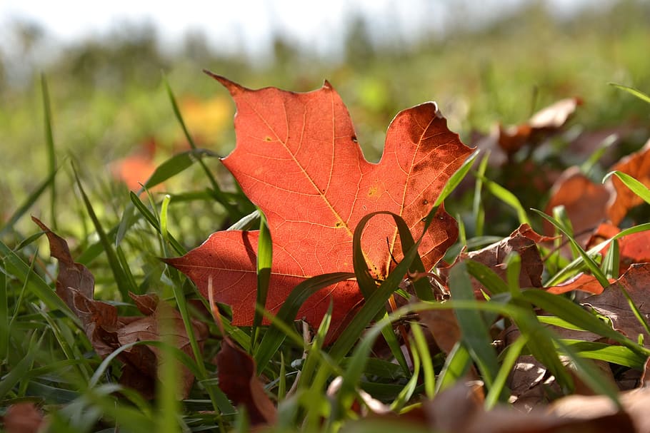maple leaf, autumn, red, fall, season, nature, foliage, orange HD wallpaper