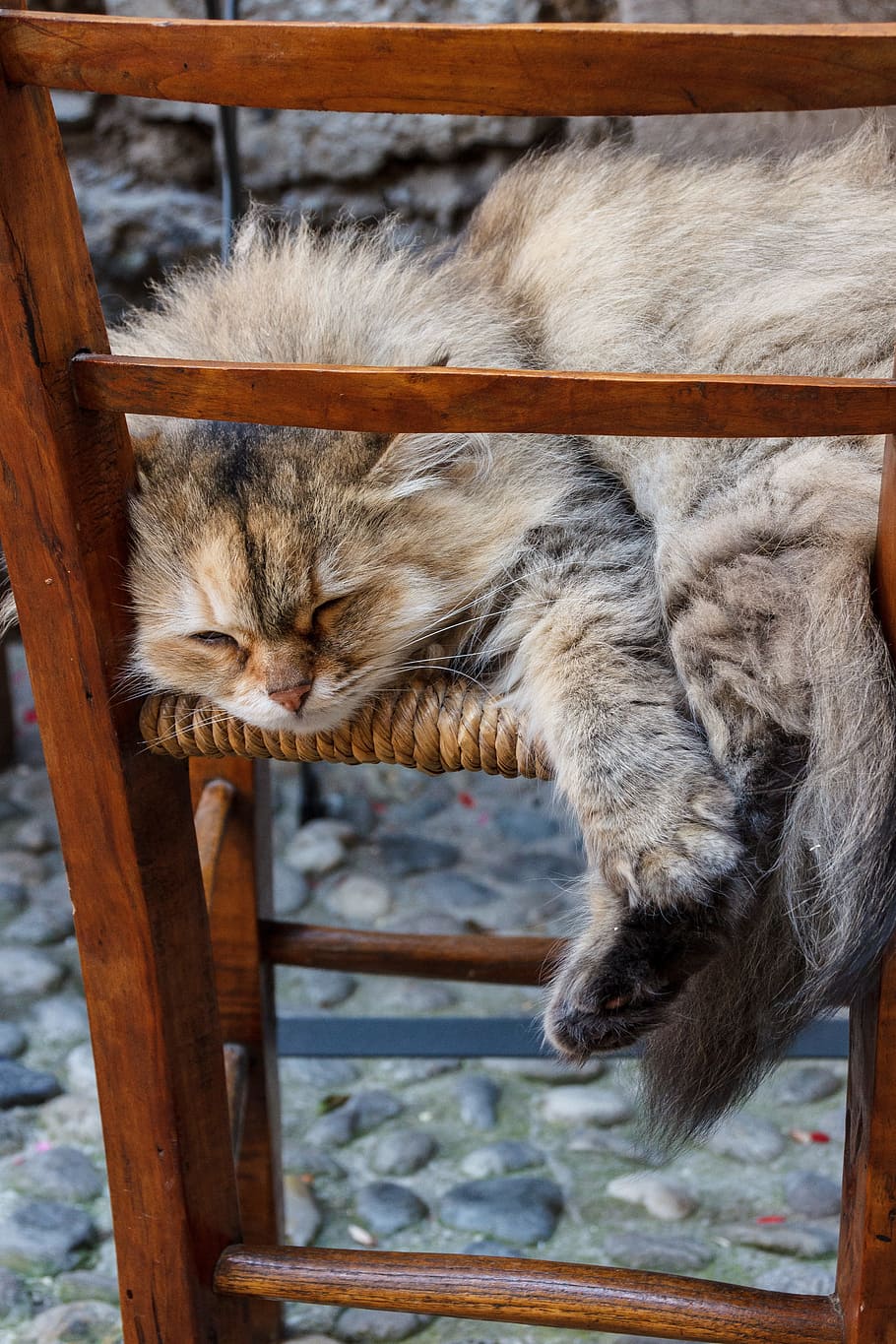 cat, lying, lazy, rest, german longhaired pointer, chair, mammal HD wallpaper