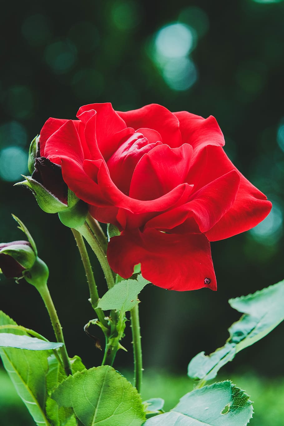 nature, leaf, flower, plant, summer, garden, rose, red, macro HD wallpaper