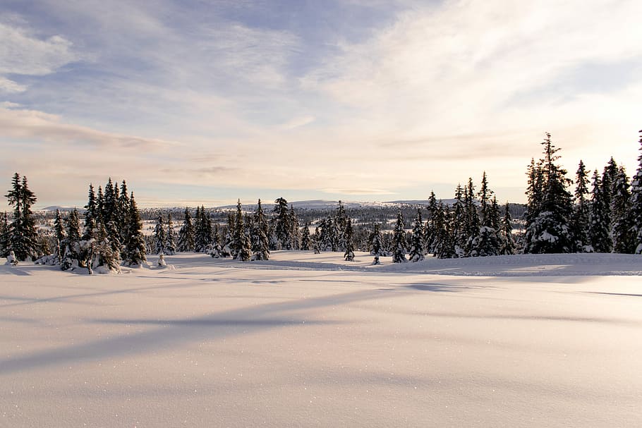 green trees on snow, snow-covered field and trees in background HD wallpaper