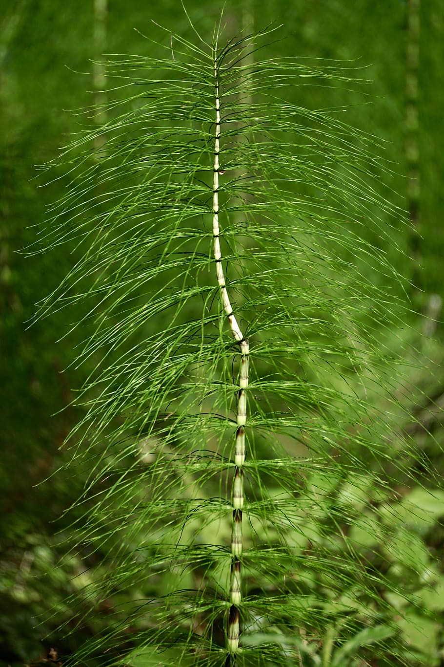 Хвощевидные растения. Хвощ полевой. Хвощ Horsetail. Хвощ гигантский. Хвощ гигантский Equisetum giganteum.